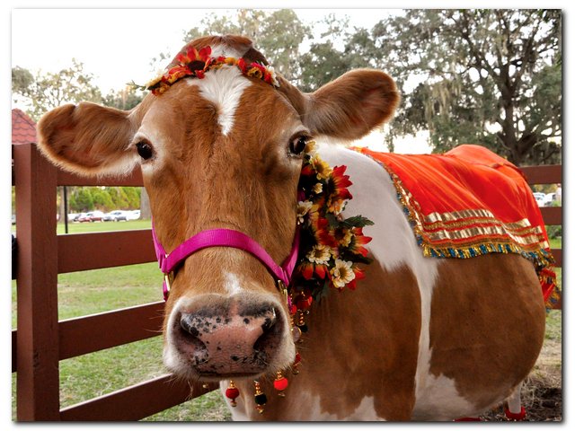 Dressed Up Cow