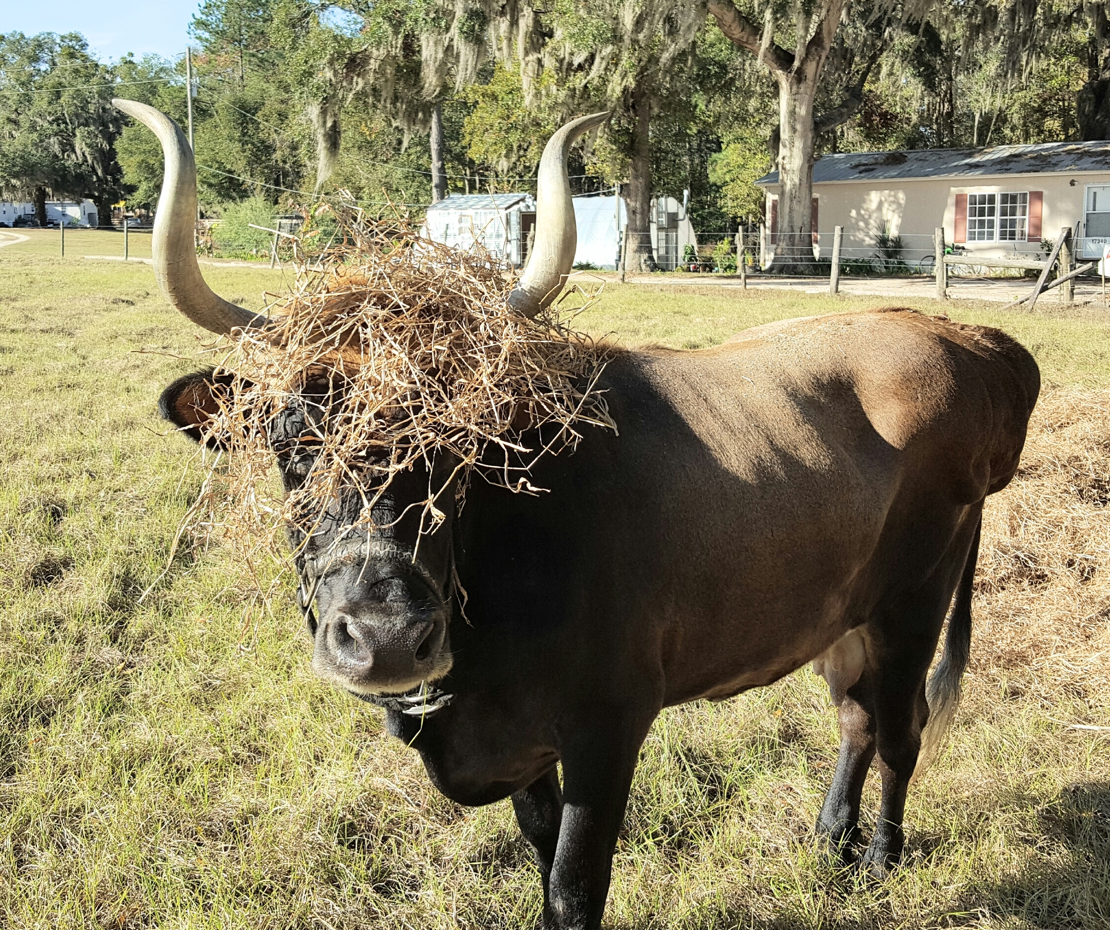 Rajani wears her hay crown in style
